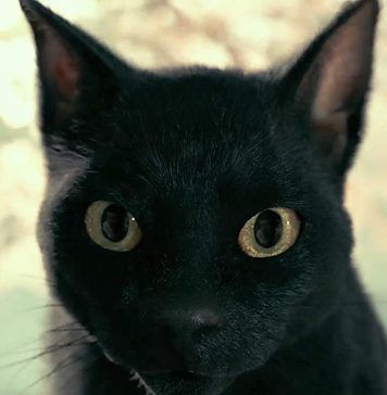Legend of the Demon Cat