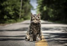 The cat of movie Pet Sematary (2019)