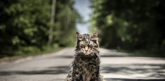 The cat of movie Pet Sematary (2019)