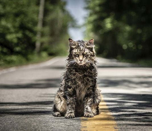 The cat of movie Pet Sematary (2019)